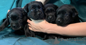 Foto №2 zu Ankündigung № 24106 zu verkaufen labrador retriever - einkaufen Weißrussland quotient 	ankündigung