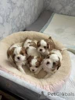 Foto №1. cavalier king charles spaniel - zum Verkauf in der Stadt Wien | 700€ | Ankündigung № 165425