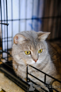 Foto №3. Eine Mädchenkatze schottischen Blutes (gerade Ohren) sucht ein Zuhause.. Russische Föderation