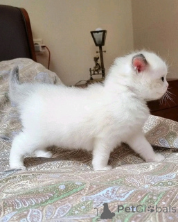 Foto №1. exotische kurzhaarkatze - zum Verkauf in der Stadt Berlin | verhandelt | Ankündigung № 136453