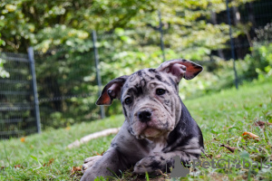 Foto №3. American Bully Pocket Merle. Slowenien