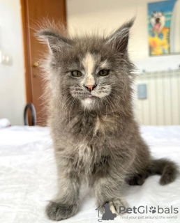 Foto №1. maine-coon-katze - zum Verkauf in der Stadt Colorado Springs | 284€ | Ankündigung № 103250