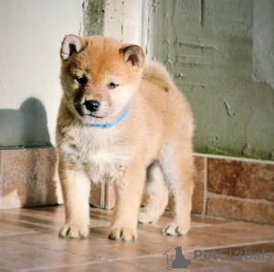 Foto №3. Shiba inu puppies. Serbien