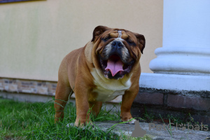 Foto №3. Englische Bulldogge männlich. Polen