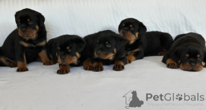 Foto №1. rottweiler - zum Verkauf in der Stadt Alt | 450€ | Ankündigung № 170168