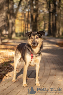 Foto №2 zu Ankündigung № 115017 zu verkaufen mischlingshund - einkaufen Russische Föderation aus dem tierheim