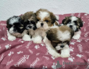 Foto №2 zu Ankündigung № 109281 zu verkaufen shih tzu - einkaufen Deutschland quotient 	ankündigung, züchter