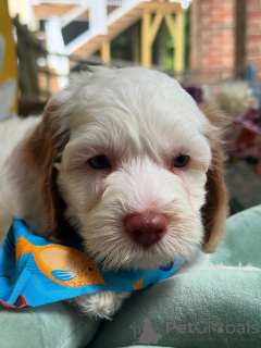 Foto №1. labradoodle - zum Verkauf in der Stadt Bertrand | verhandelt | Ankündigung № 156279