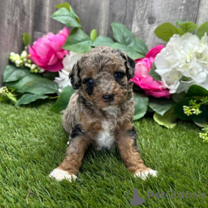 Foto №3. WEIBLICHER PUDEL VERFÜGBAR. Brasilien