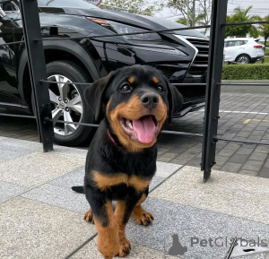 Foto №1. rottweiler - zum Verkauf in der Stadt Флорида Сити | 1063€ | Ankündigung № 138976