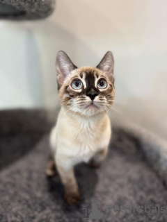 Foto №1. bengal katzenrasse - zum Verkauf in der Stadt Hamburg | 750€ | Ankündigung № 152538