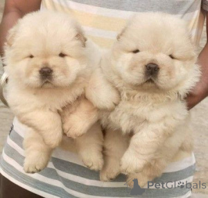 Foto №1. chow-chow - zum Verkauf in der Stadt Stadt von London | verhandelt | Ankündigung № 171123
