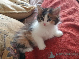 Foto №1. maine-coon-katze - zum Verkauf in der Stadt Düsseldorf | 800€ | Ankündigung № 158970