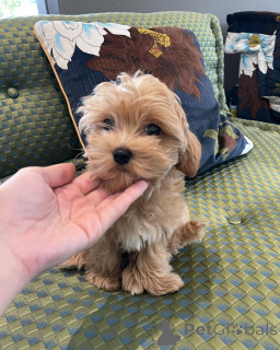 Foto №2 zu Ankündigung № 162857 zu verkaufen malteser - einkaufen Deutschland quotient 	ankündigung