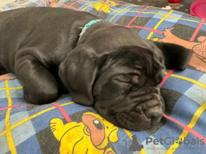 Foto №1. cane corso italiano - zum Verkauf in der Stadt New York | 663€ | Ankündigung № 103348