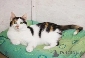 Foto №2 zu Ankündigung № 122524 zu verkaufen  - einkaufen Russische Föderation quotient 	ankündigung