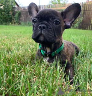 Foto №2 zu Ankündigung № 23874 zu verkaufen französische bulldogge - einkaufen Schweden züchter