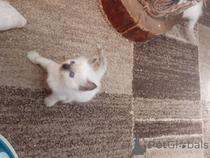 Foto №2 zu Ankündigung № 165195 zu verkaufen ragdoll-katze - einkaufen Belgien quotient 	ankündigung, züchter