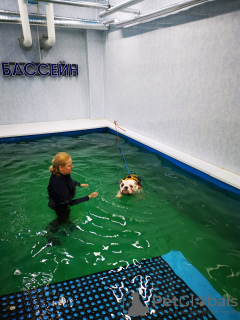 Zusätzliche Fotos: Schwimmbad für Hunde