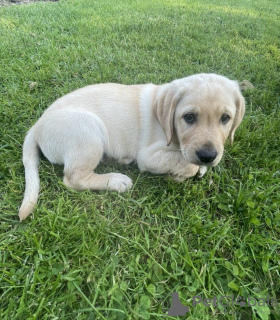 Foto №3. Goldener Labrador männlich und weiblich. USA