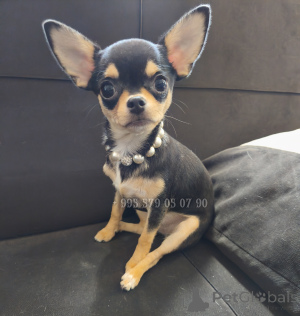 Foto №1. mischlingshund - zum Verkauf in der Stadt Tiflis | verhandelt | Ankündigung № 153851