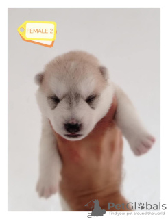 Foto №2 zu Ankündigung № 114824 zu verkaufen siberian husky - einkaufen Serbien züchter