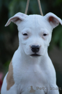 Foto №4. Ich werde verkaufen amerikanischer staffordshire terrier in der Stadt Kragujevac. züchter - preis - verhandelt