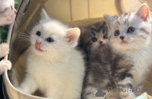 Foto №1. munchkin - zum Verkauf in der Stadt München | verhandelt | Ankündigung № 161181