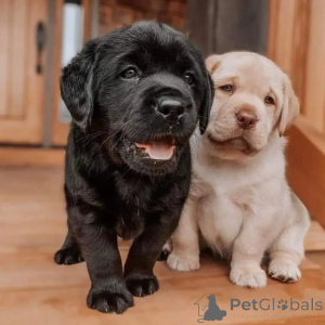 Foto №1. labrador retriever - zum Verkauf in der Stadt Hamburg | verhandelt | Ankündigung № 174966