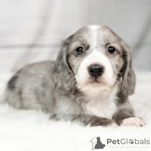 Foto №3. Dackelwelpen zu verkaufen. Österreich