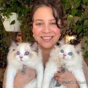 Foto №3. Kauniita Ragdoll-Pentuja myytävänä. Finnland