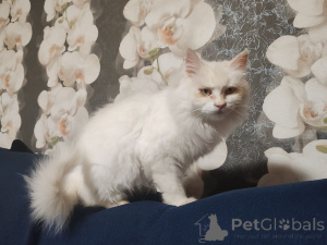 Foto №1.  - zum Verkauf in der Stadt Minsk | Frei | Ankündigung № 156571