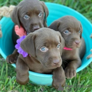 Foto №1. labrador retriever - zum Verkauf in der Stadt Berlin | verhandelt | Ankündigung № 68985