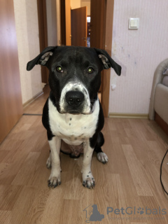 Foto №3. Ich werde einen Pitbull verkaufen. Russische Föderation