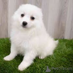 Foto №2 zu Ankündigung № 136852 zu verkaufen mischlingshund - einkaufen Deutschland 