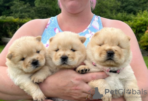 Zusätzliche Fotos: KC-registrierte cremefarbene Chow-Chow-Welpen