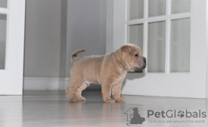 Foto №3. Выдающиеся щенки шарпея,. Russische Föderation