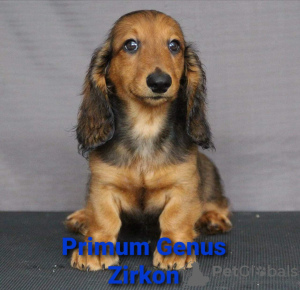 Foto №3. Entzückende Welpen von Titeleltern.. Russische Föderation