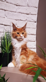 Foto №4. Ich werde verkaufen maine-coon-katze in der Stadt Kharkov. vom kindergarten - preis - verhandelt