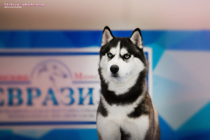 Foto №2 zu Ankündigung № 1931 zu verkaufen siberian husky - einkaufen Russische Föderation vom kindergarten
