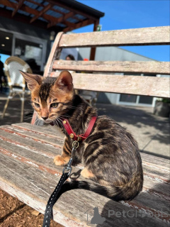 Foto №1. bengal katzenrasse - zum Verkauf in der Stadt Båstad | 797€ | Ankündigung № 153283