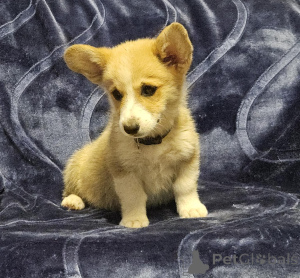 Foto №1. welsh corgi - zum Verkauf in der Stadt Elafonisos | verhandelt | Ankündigung № 170518