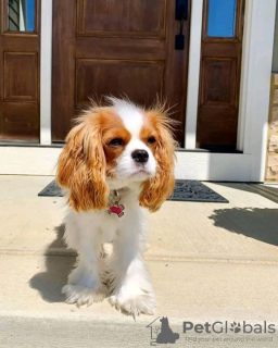 Foto №2 zu Ankündigung № 121101 zu verkaufen cavalier king charles spaniel - einkaufen Finnland quotient 	ankündigung, züchter