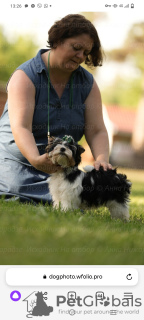 Foto №2 zu Ankündigung № 107774 zu verkaufen biewer terrier - einkaufen Russische Föderation züchter