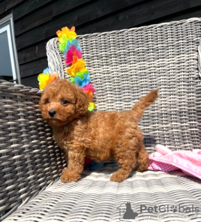 Foto №2 zu Ankündigung № 28907 zu verkaufen  - einkaufen USA 