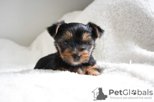 Foto №1. yorkshire terrier - zum Verkauf in der Stadt Berlin | 400€ | Ankündigung № 124902