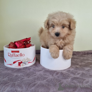 Foto №2 zu Ankündigung № 163335 zu verkaufen pudel (toy) - einkaufen Montenegro quotient 	ankündigung, aus dem tierheim