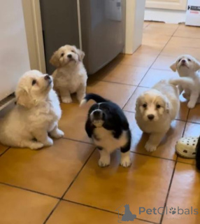 Foto №2 zu Ankündigung № 158913 zu verkaufen labrador retriever - einkaufen Montenegro quotient 	ankündigung