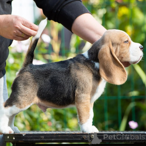 Foto №1. beagle - zum Verkauf in der Stadt Lipova | verhandelt | Ankündigung № 165222