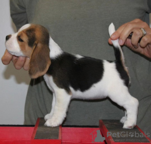 Foto №2 zu Ankündigung № 117606 zu verkaufen beagle - einkaufen Deutschland quotient 	ankündigung